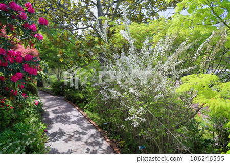 Shijimibana flowers in full bloom Shijimibana flowers in full bloom 106246595