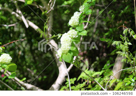 Odemari flower beginning to bloom Odemari flower beginning to bloom 106246598
