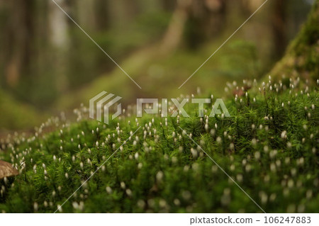Spore of moss 106247883