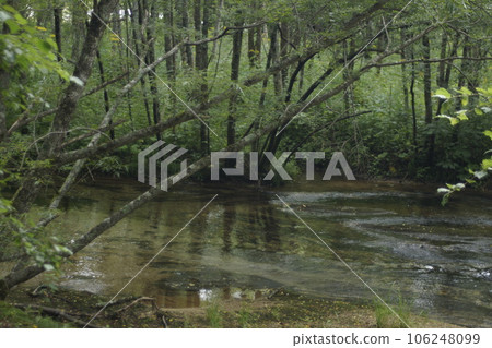 清除森林中的電流 106248099