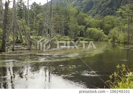 在安靜的大河裡吃水草 在安靜的大河裡吃水草 106248101