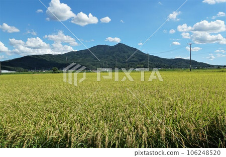 Mt. Tsukuba in summer, rural landscape of ripe fruit before harvest 106248520