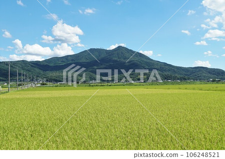 收穫前的夏季筑波山，豐收的田園風光 106248521