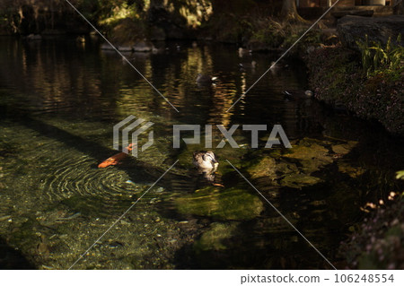 鯉魚和鴨子在池塘里游泳 鯉魚和鴨子在池塘里游泳 106248554