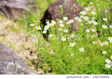 德國洋甘菊花 106248666