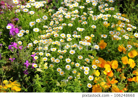 North pole flowers North pole flowers 106248668