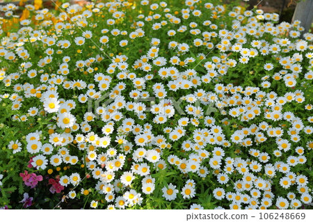 North pole flowers 106248669