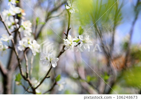 琉球白花 琉球白花 106248673