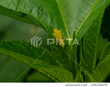 Leafhopper larva perching on a leaf 106248879