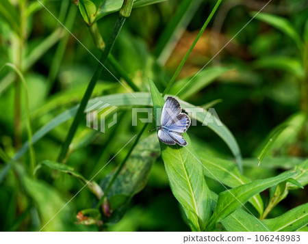 A small butterfly with its wings spread Lycaenidae Lycaenidae ♂ A small butterfly with its wings spread Lycaenidae Lycaenidae ♂ 106248983
