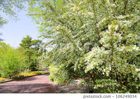 Tokiwamansaku flower 106249034