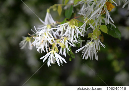 Tokiwamansaku flower Tokiwamansaku flower 106249036