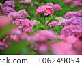 hydrangea   106249054