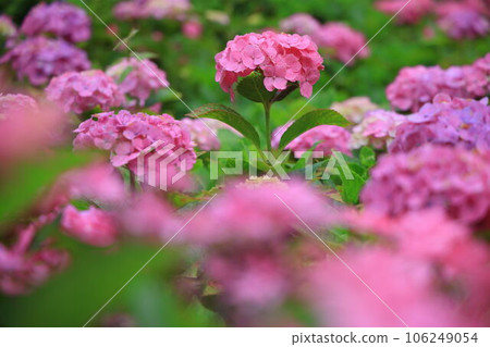 hydrangea hydrangea 106249054