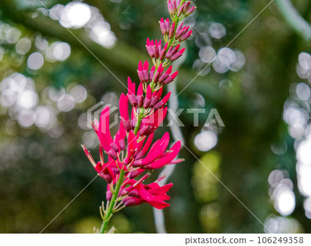 red coral flower 106249358