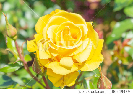 玫瑰【品種：Rayon de Soleil】 106249429