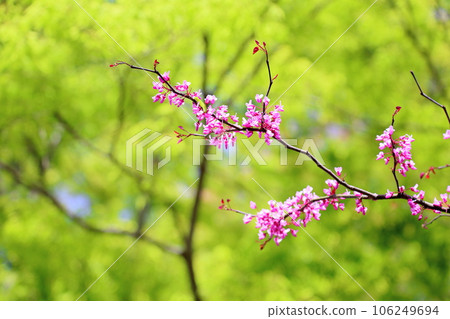 Hana's flower 106249694