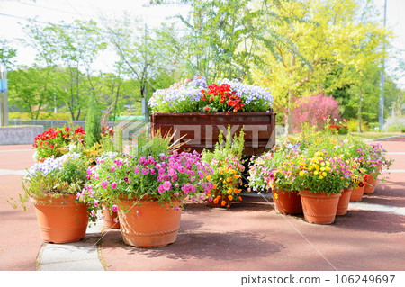 中提琴花 106249697