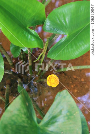 森林濕地盛開的瀕危物種Kouhone小黃花的生態照片 森林濕地盛開的瀕危物種Kouhone小黃花的生態照片 106250047