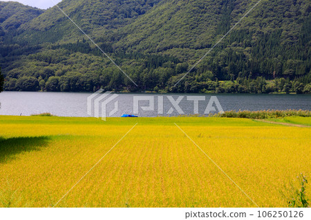 收穫時節金黃的湖光山色 收穫時節金黃的湖光山色 106250126