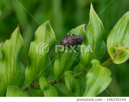 Buprestidae 鍬蟲棲息在葉子上 106250149