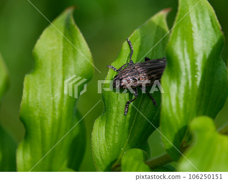 Buprestidae 鍬蟲棲息在葉子上 Buprestidae 鍬蟲棲息在葉子上 106250151