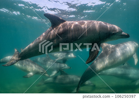 Wild dolphin Notojima 020 106250397