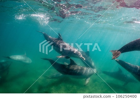 Wild Dolphin Notojima 022 Wild Dolphin Notojima 022 106250400