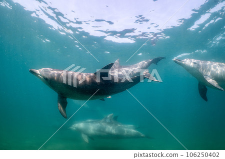 野生海豚能登島 024 野生海豚能登島 024 106250402