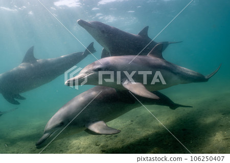 Wild Dolphin Notojima 027 Wild Dolphin Notojima 027 106250407