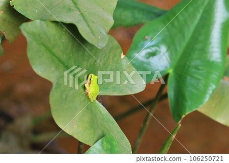 An ecological photograph of a rainfrog perched on a leaf of the endangered kuhone that inhabits the wetlands of the forest in Hatoyama An ecological photograph of a rainfrog perched on a leaf of the endangered kuhone that inhabits the wetlands of the forest in Hatoyama 106250721
