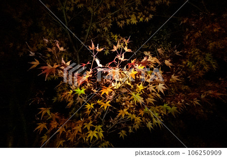 漂浮的秋葉 106250909