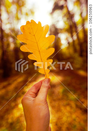 Autumn yellow oak leaf in female hand against background of sun in forest 106250963