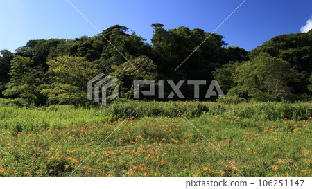 夏季風景與盛開的 Hamakaya 草 106251147