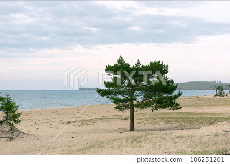 Lonely Larch on the Sandy Beach of Lake Baikal Lonely Larch on the Sandy Beach of Lake Baikal 106251201