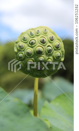 蓮花碗 蓮花座 蓮花碗 蓮花座 106251282