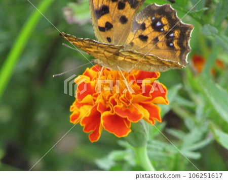 Kitateha perched on a marigold 106251617
