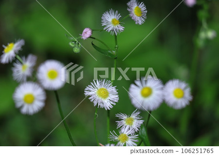 Bloom on the roadside Bloom on the roadside 106251765