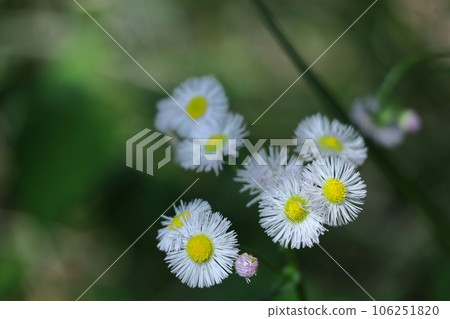 Bloom on the roadside Bloom on the roadside 106251820