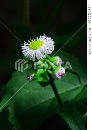 Bloom on the roadside Bloom on the roadside 106251824