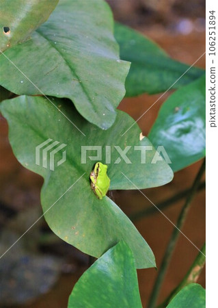 An ecological photograph of a rainfrog perched on a leaf of the endangered kuhone that inhabits the wetlands of the forest in Hatoyama An ecological photograph of a rainfrog perched on a leaf of the endangered kuhone that inhabits the wetlands of the forest in Hatoyama 106251894