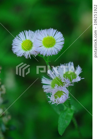 在路邊綻放 在路邊綻放 106251922