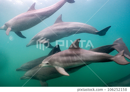 Wild Dolphin Notojima 041 Wild Dolphin Notojima 041 106252158