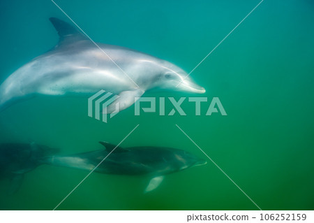 Wild Dolphin Notojima 042 Wild Dolphin Notojima 042 106252159