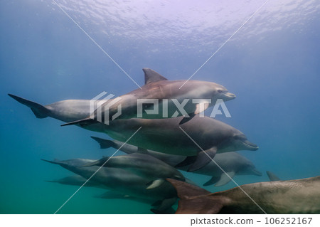 Wild Dolphin Notojima 050 Wild Dolphin Notojima 050 106252167