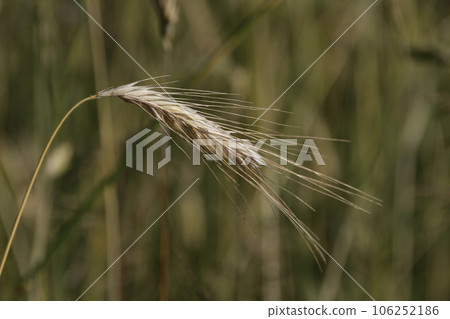 Ripe wheat ear Ripe wheat ear 106252186