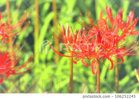 Bright red-headed cluster amaryllis 106252245
