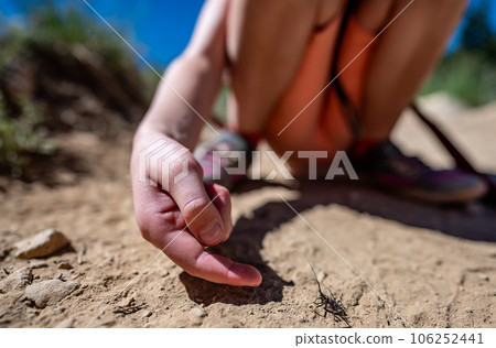 white-spotted sawyer longhorn beetle on a dirt trail at Lassen Volcanic National Park in California white-spotted sawyer longhorn beetle on a dirt trail at Lassen Volcanic National Park in California 106252441