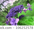 Hydrangea 106252578