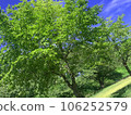 Green tree 106252579